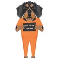 Mugshot prison clothes dog Dachshund Royalty Free Stock Photo